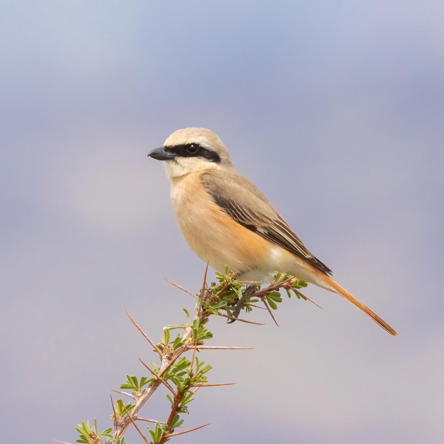 Isabelline Shrike