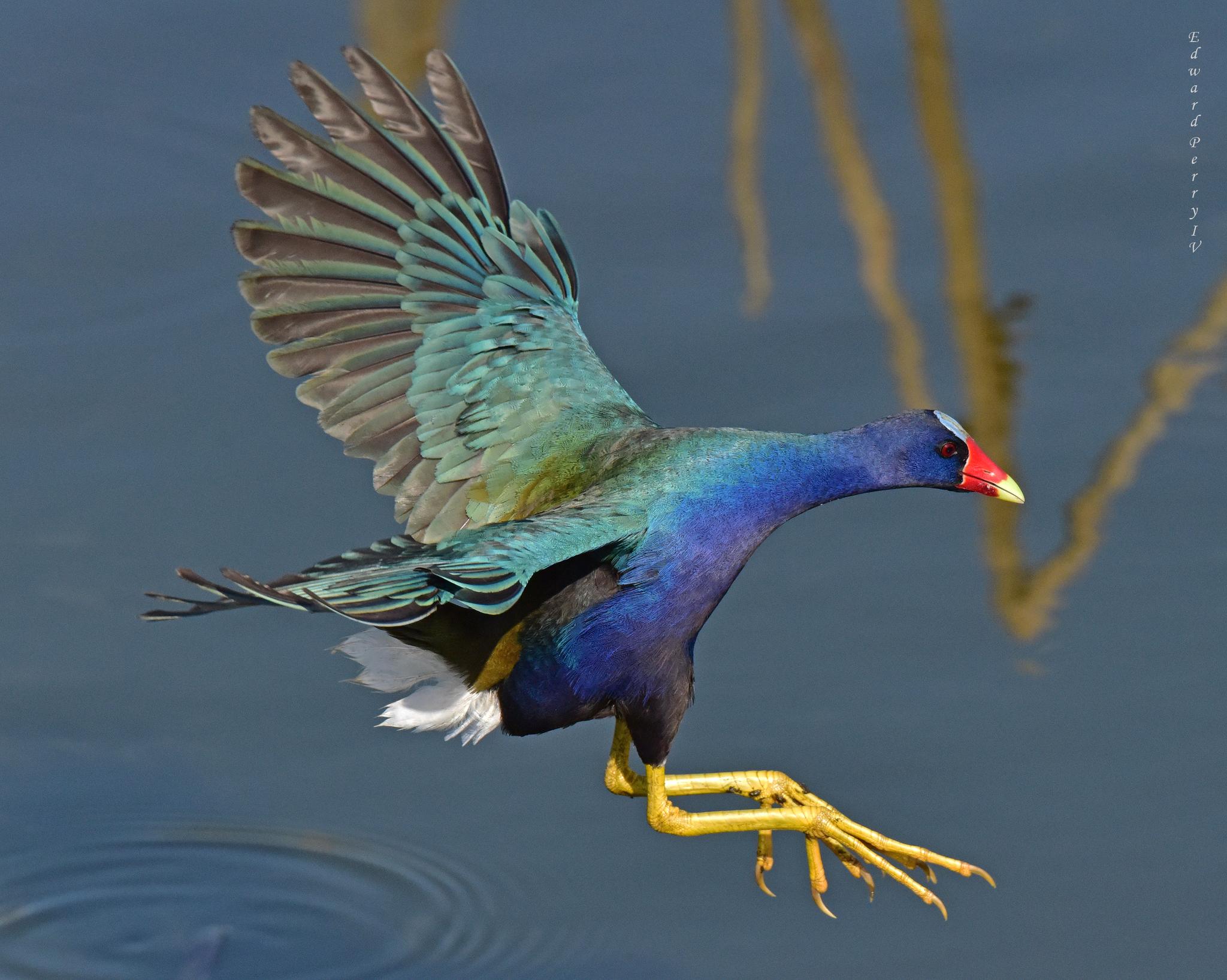 Gallineta morada