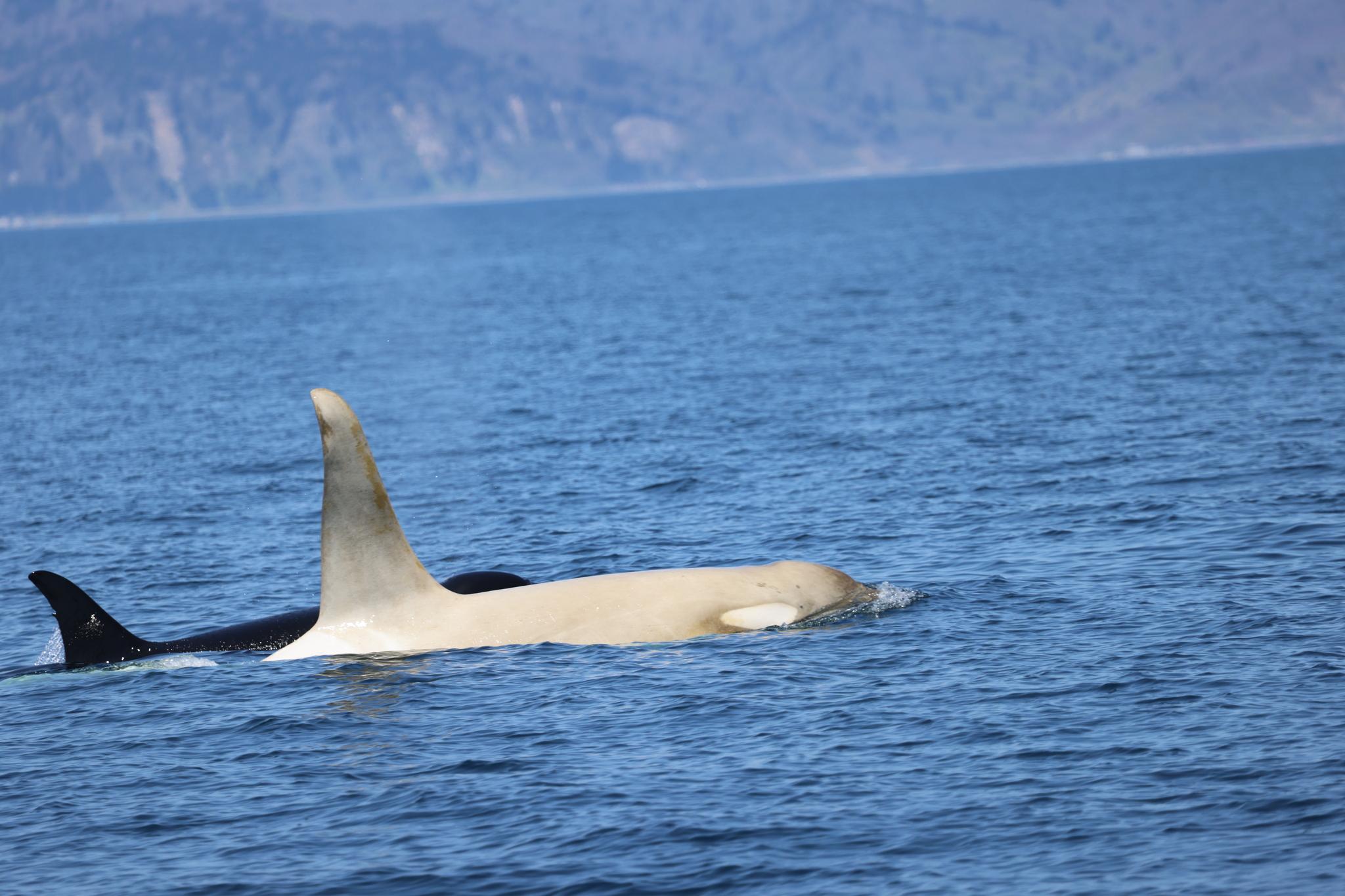 Orca