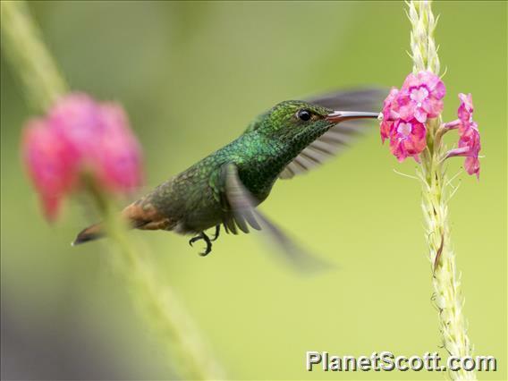 Rufous-tailed Hummingbird