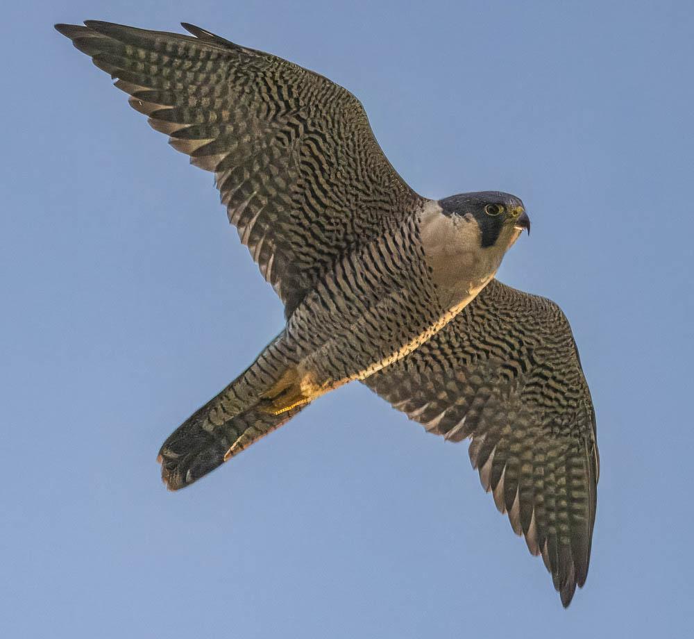 Halcón Peregrino