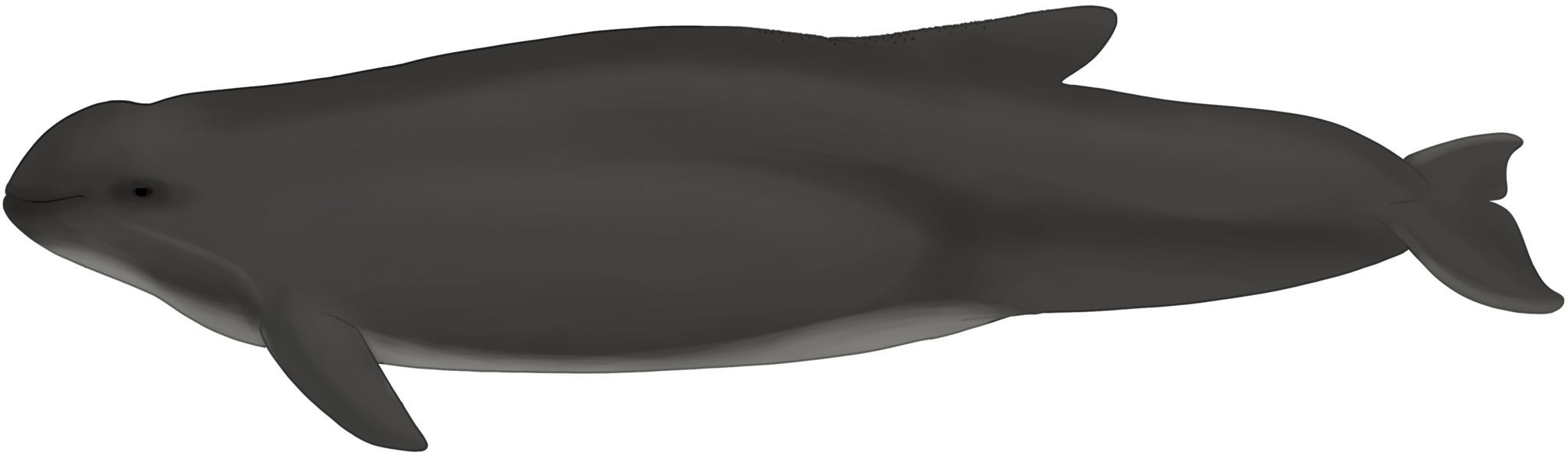 Marsopa espinosa