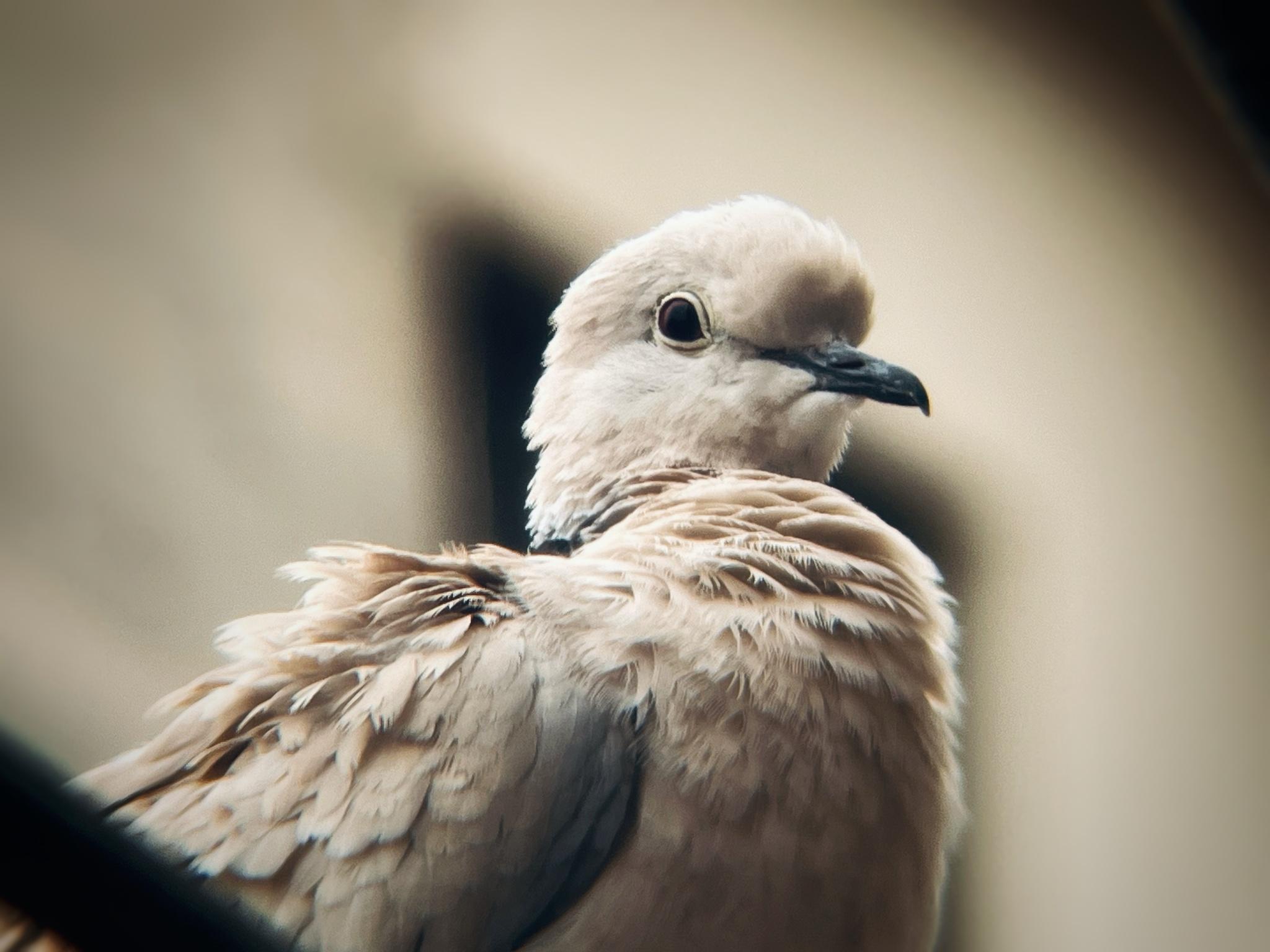 African Collared-Dove