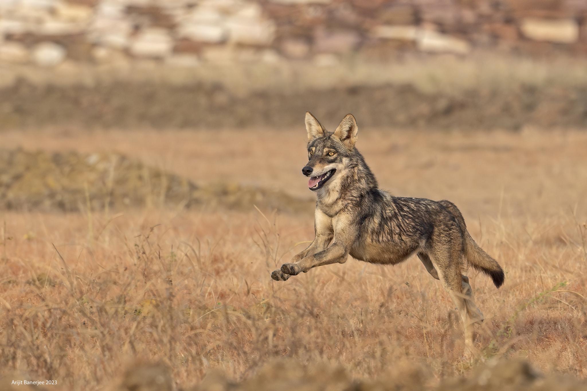Lobo gris