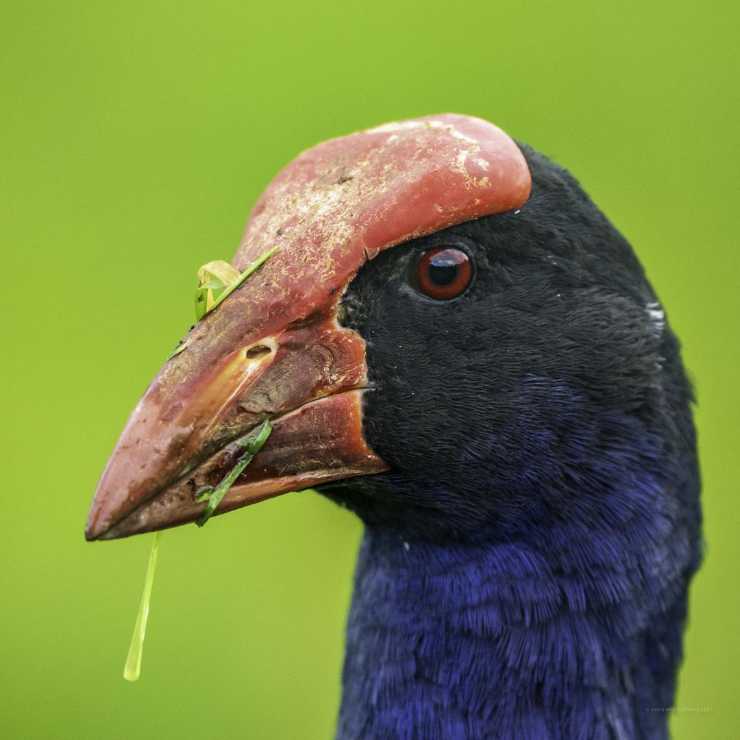 Calamón pukeko