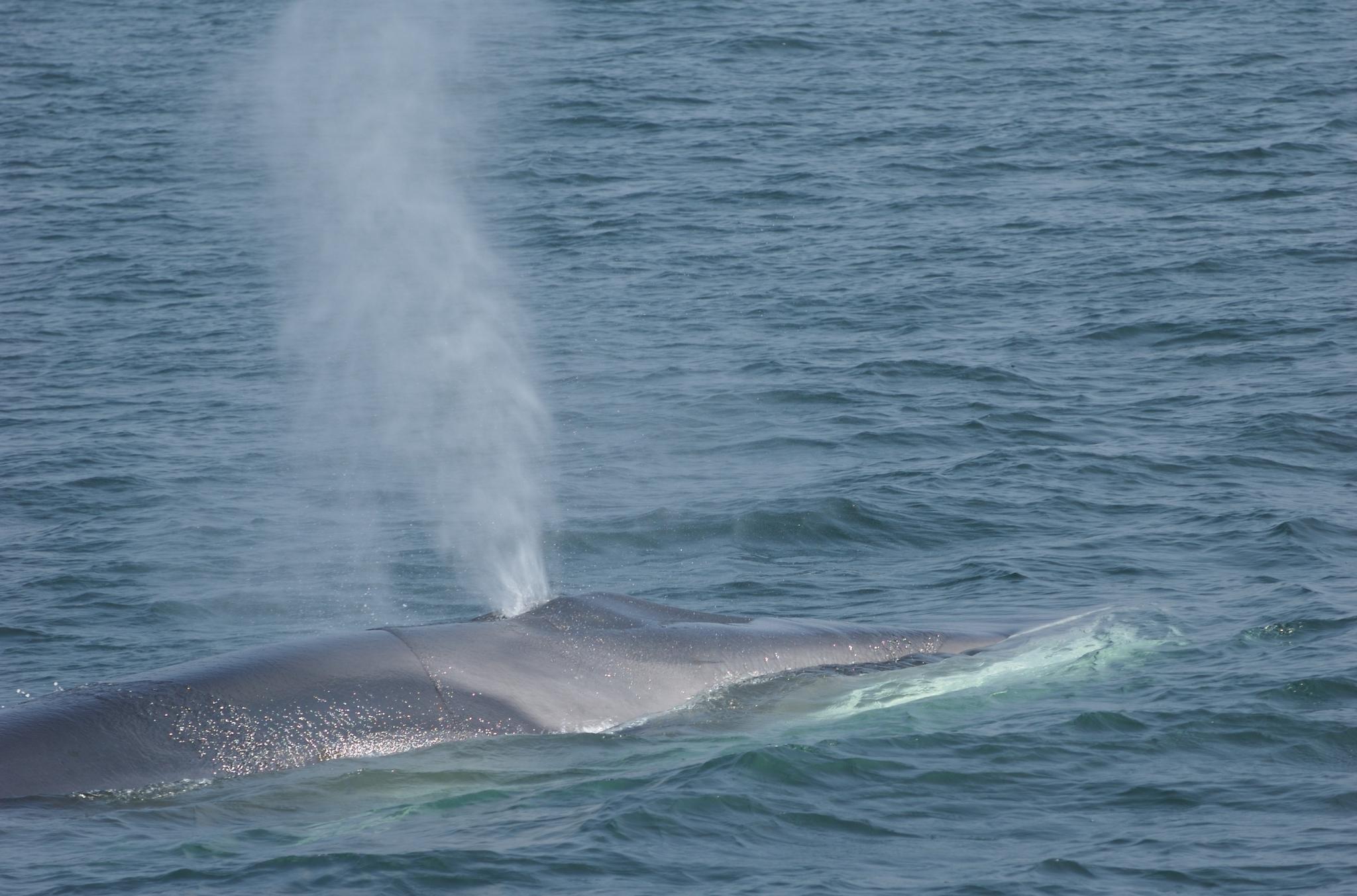 Ballena de aleta