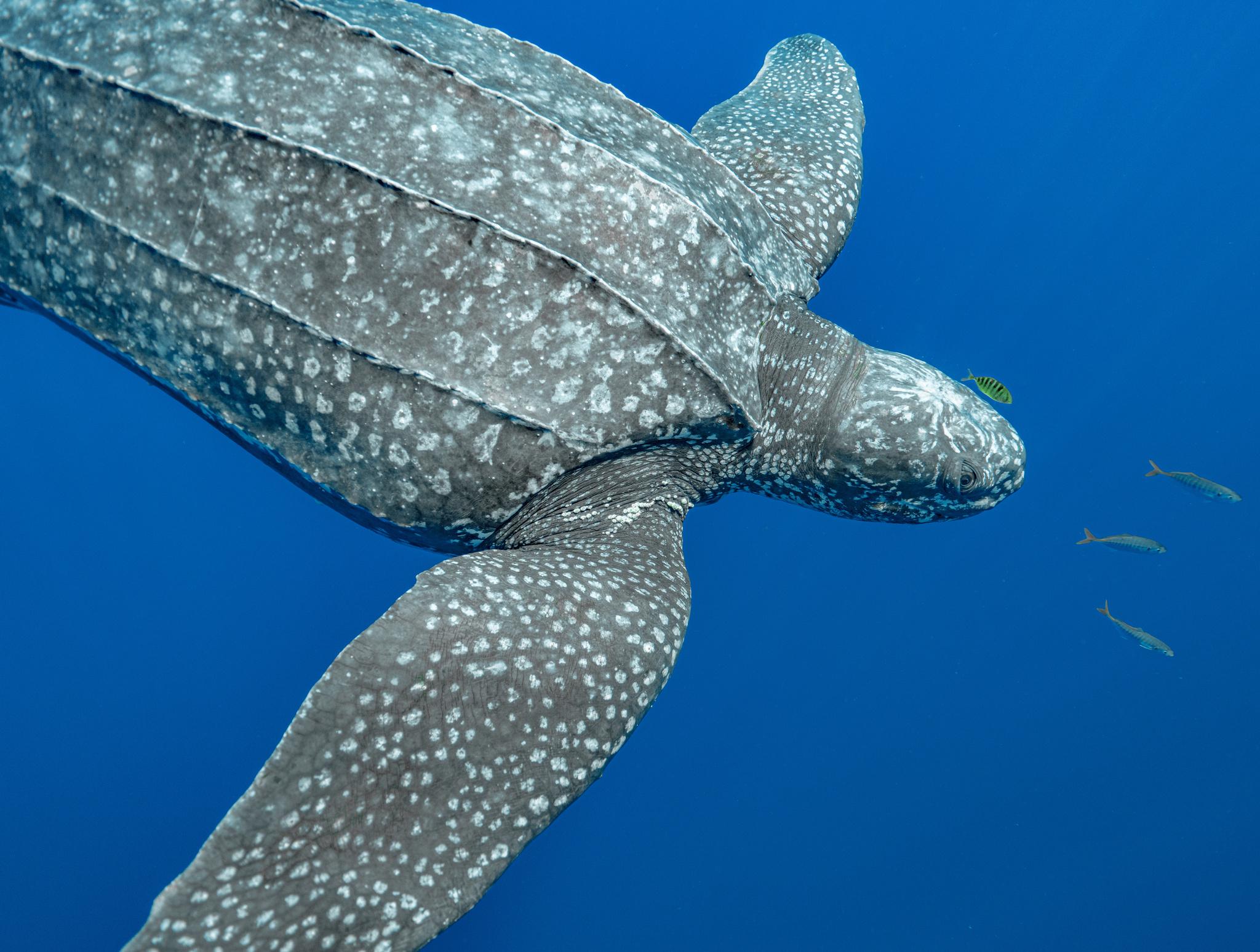 Tortuga Laúd