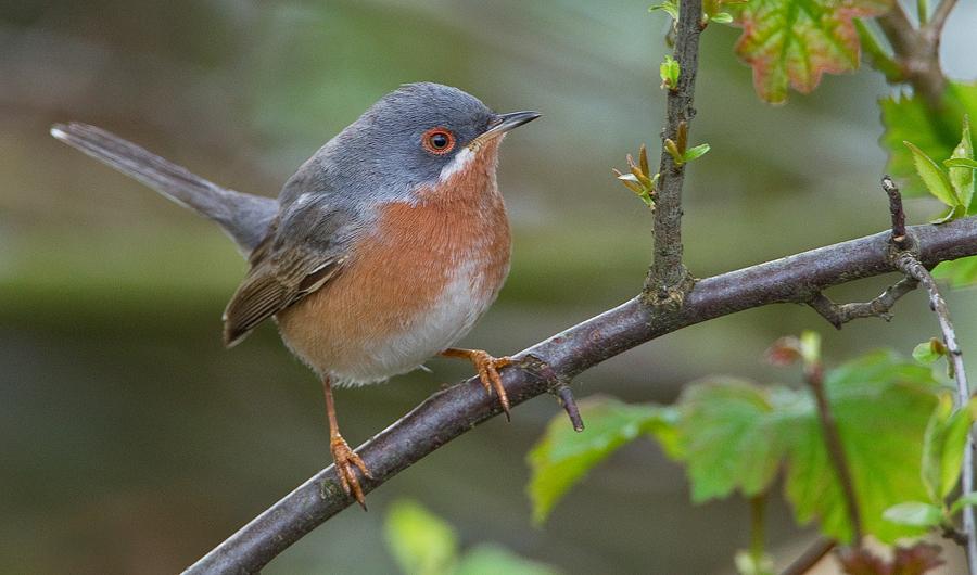 Western Subalpine Warbler