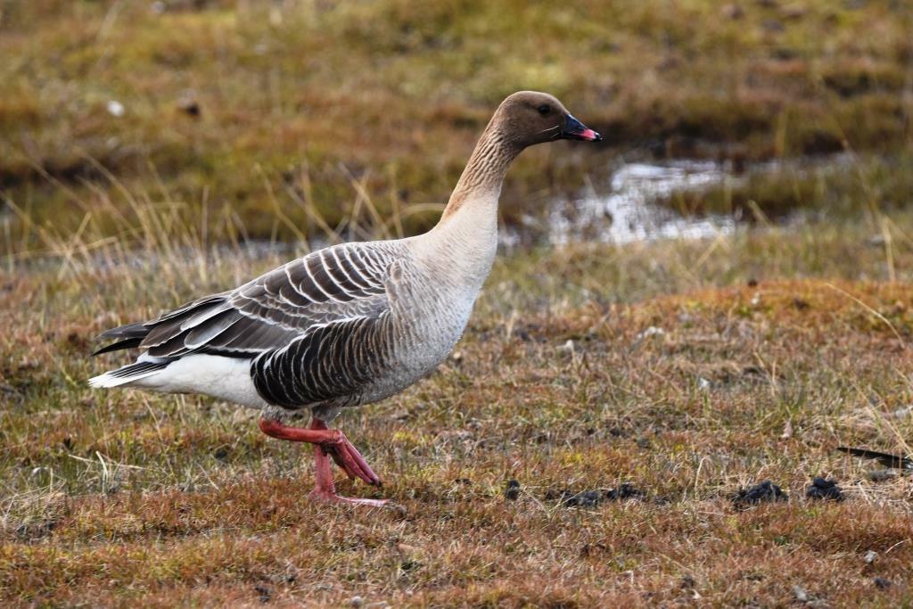 Pink-footed Goose