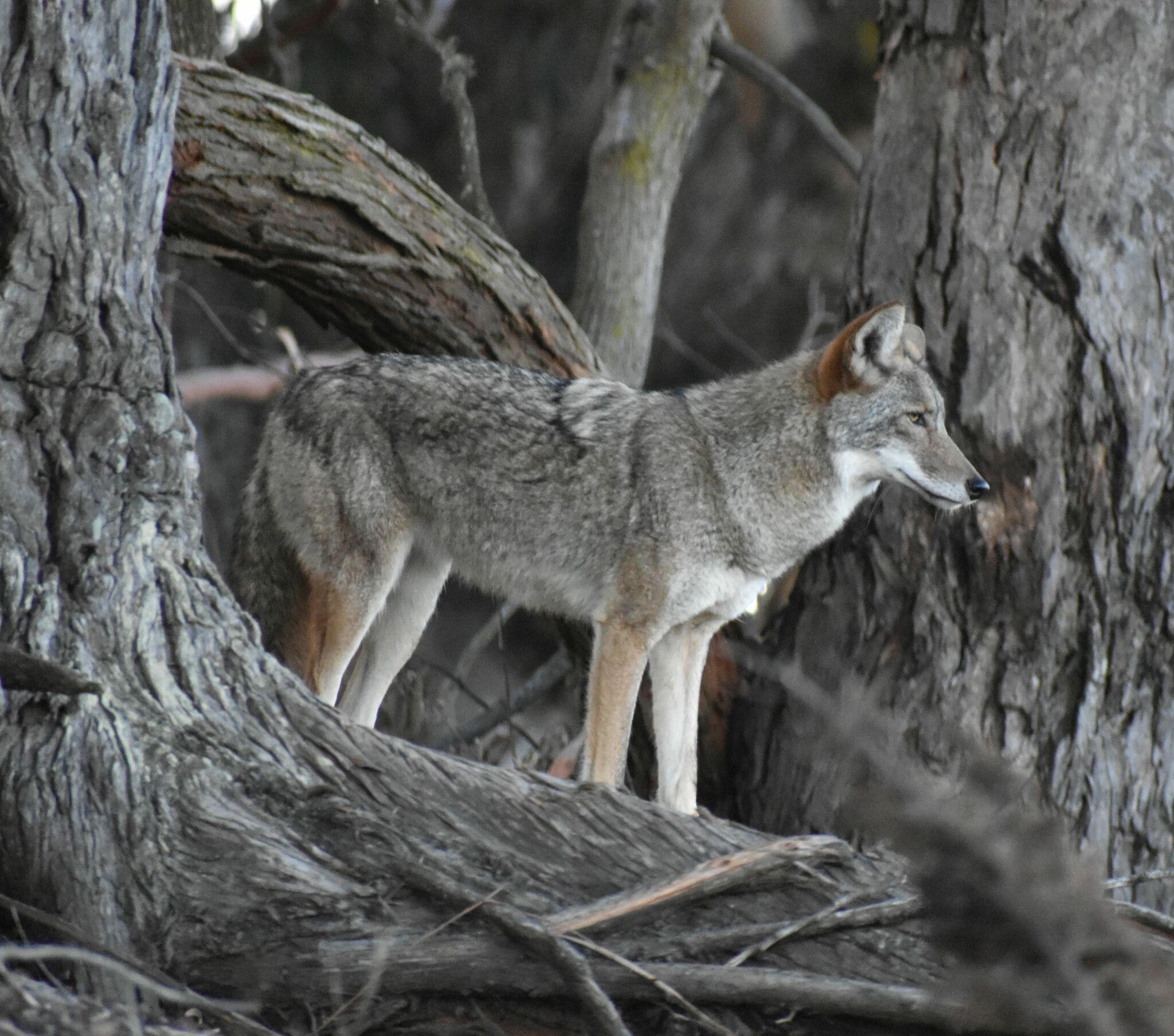 Coyote