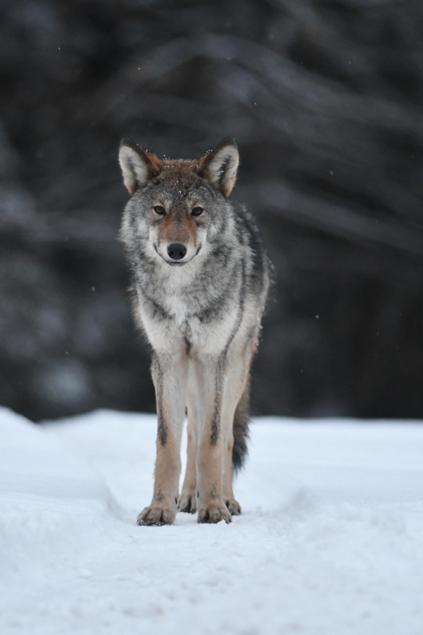 Lobo ciervo