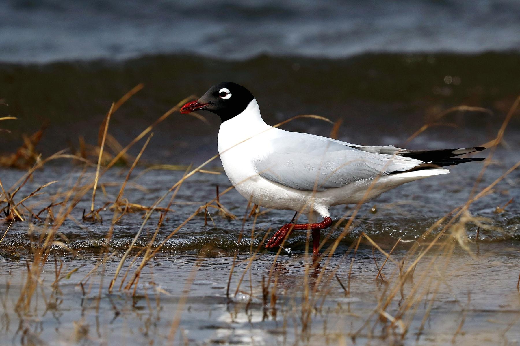 Gaviota Relicta