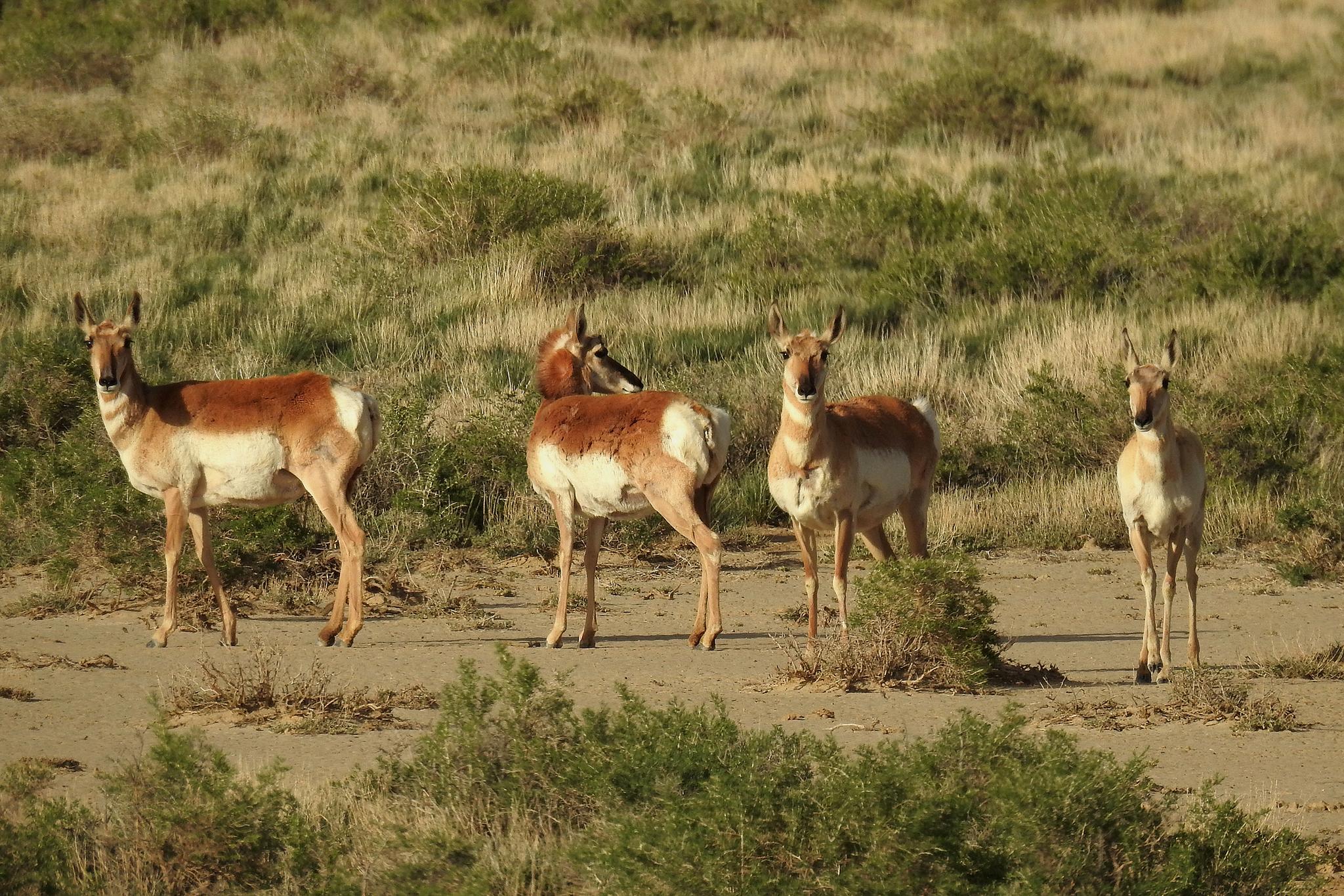 Ungulates, Carnivorans, and Allies
