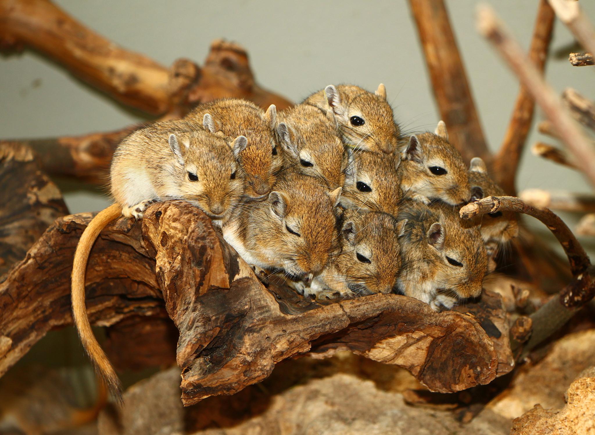 Chordates