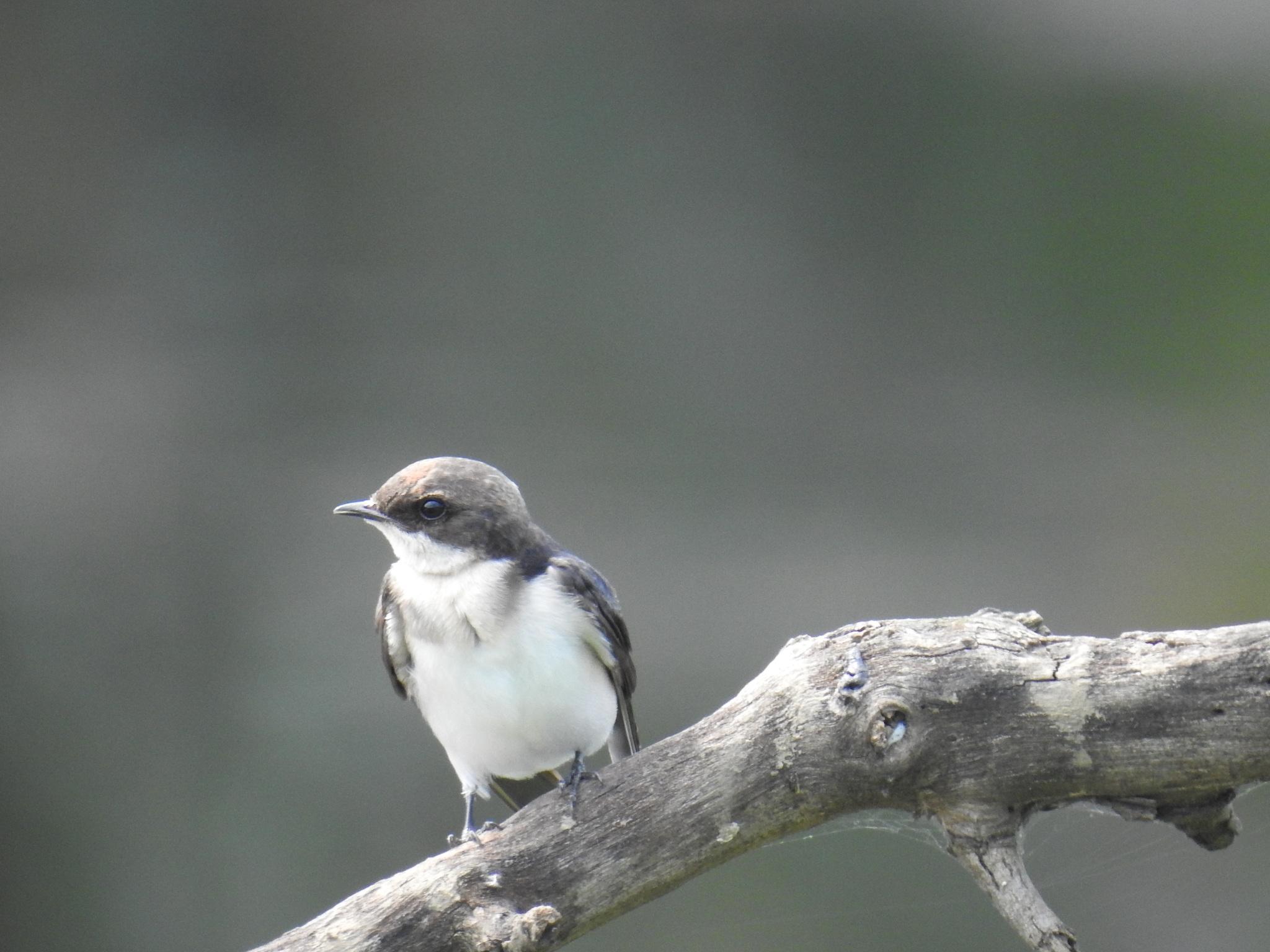 Golondrina Gorgiblanca