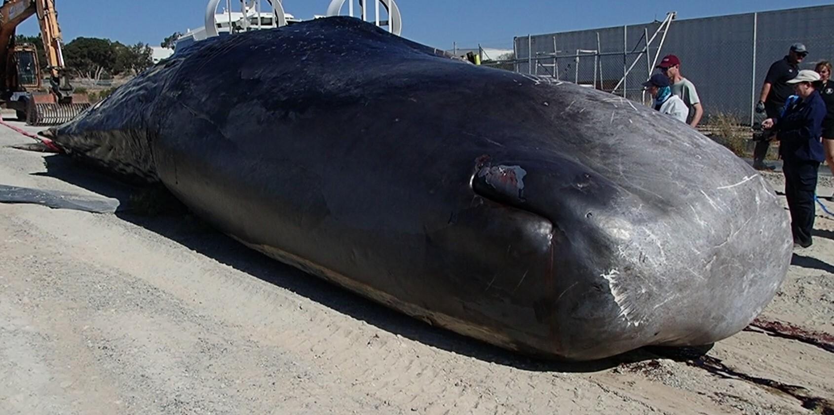 Ballena de esperma