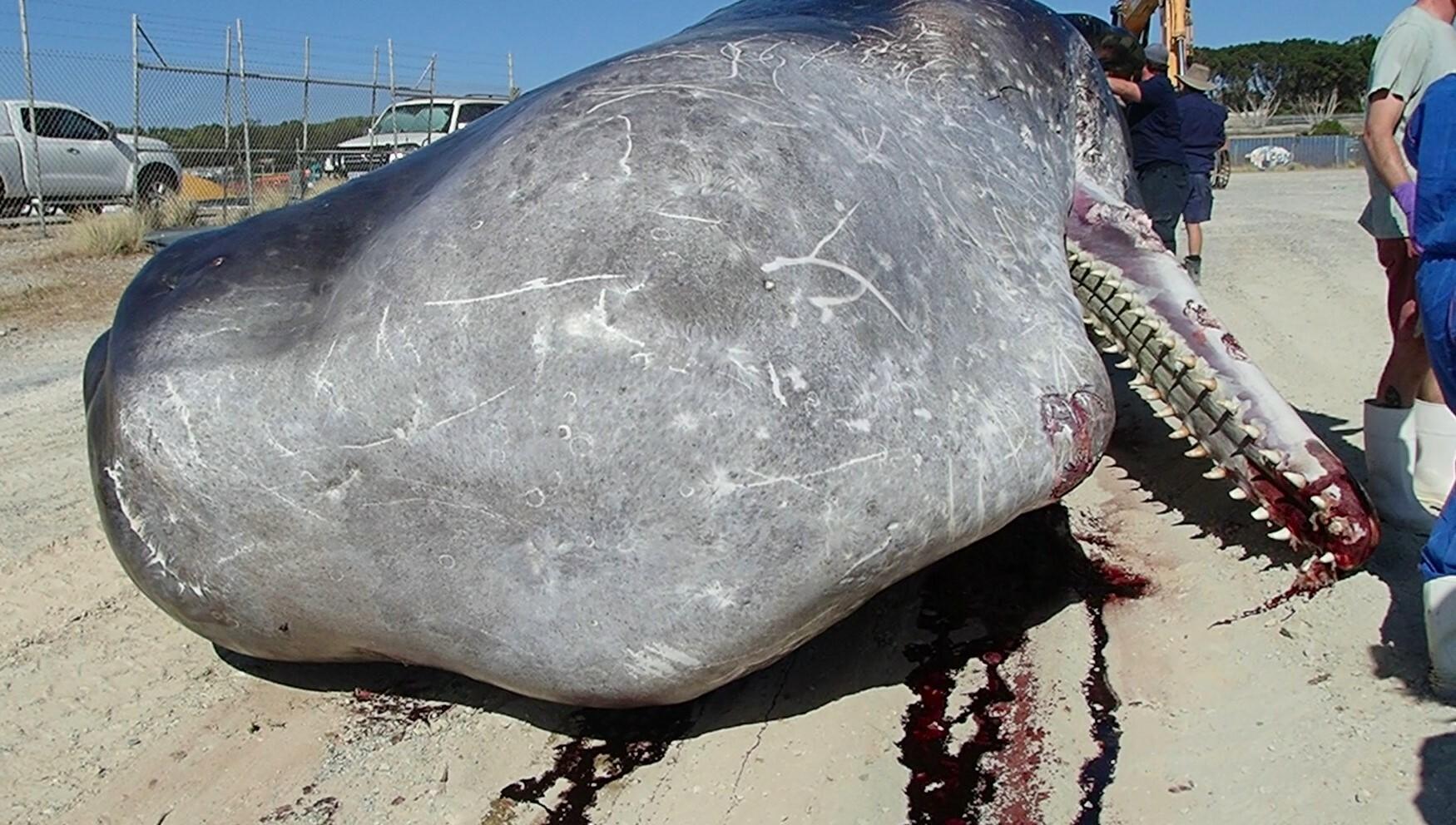 Ballena de esperma
