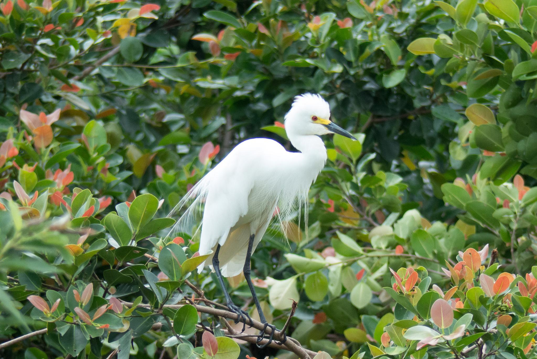 Medium Egret