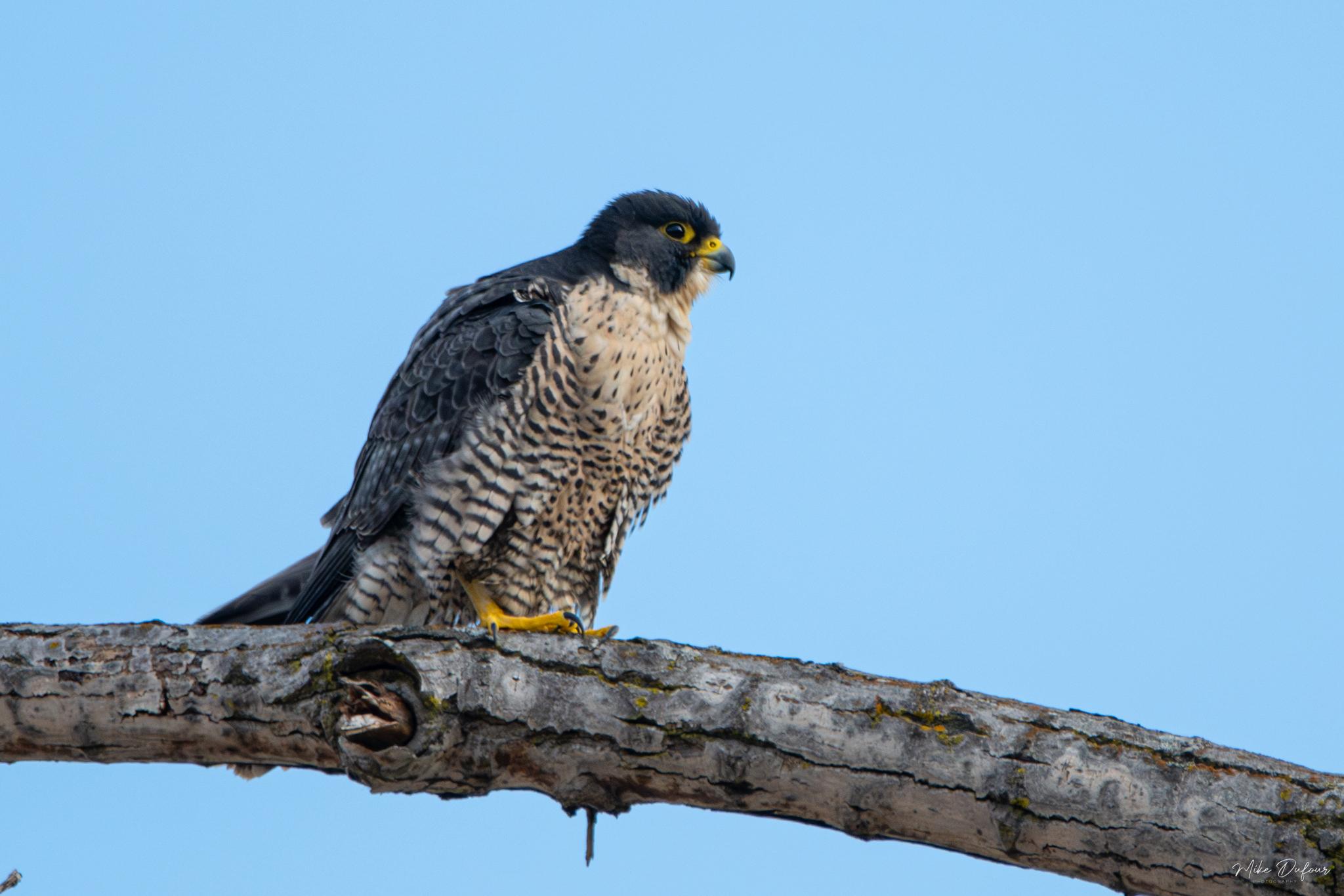 Halcón Peregrino