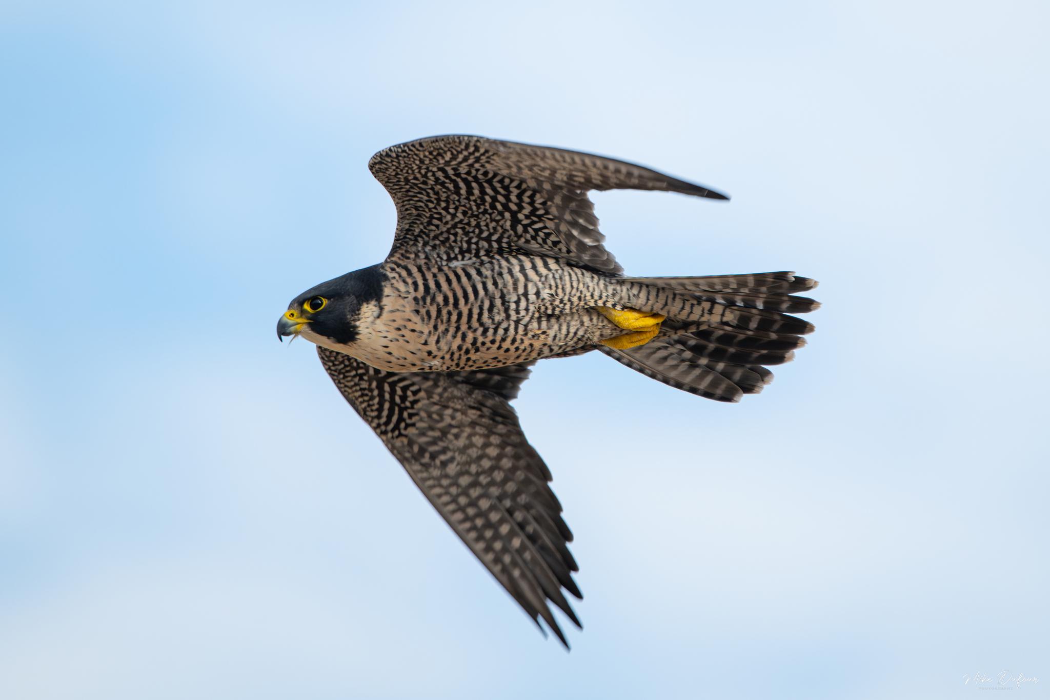Halcón Peregrino