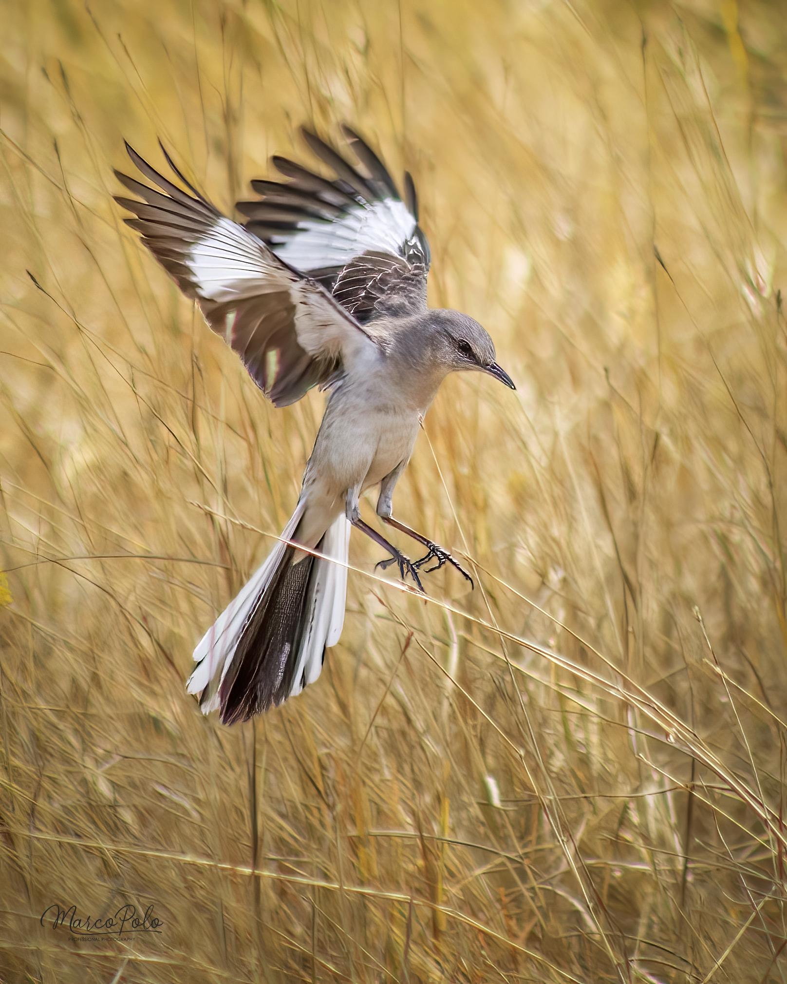 Northern Mockingbird