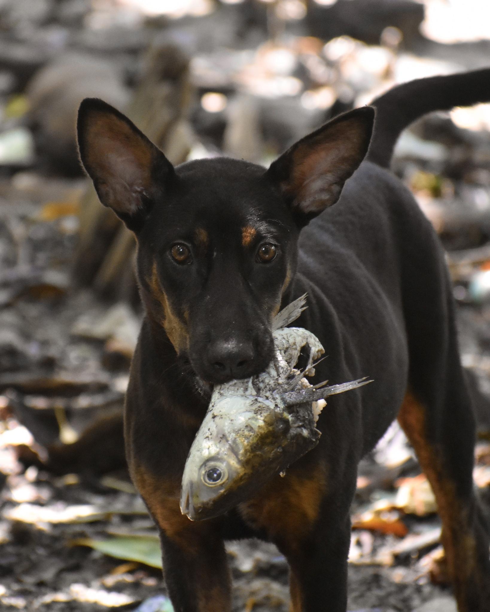Perro Doméstico