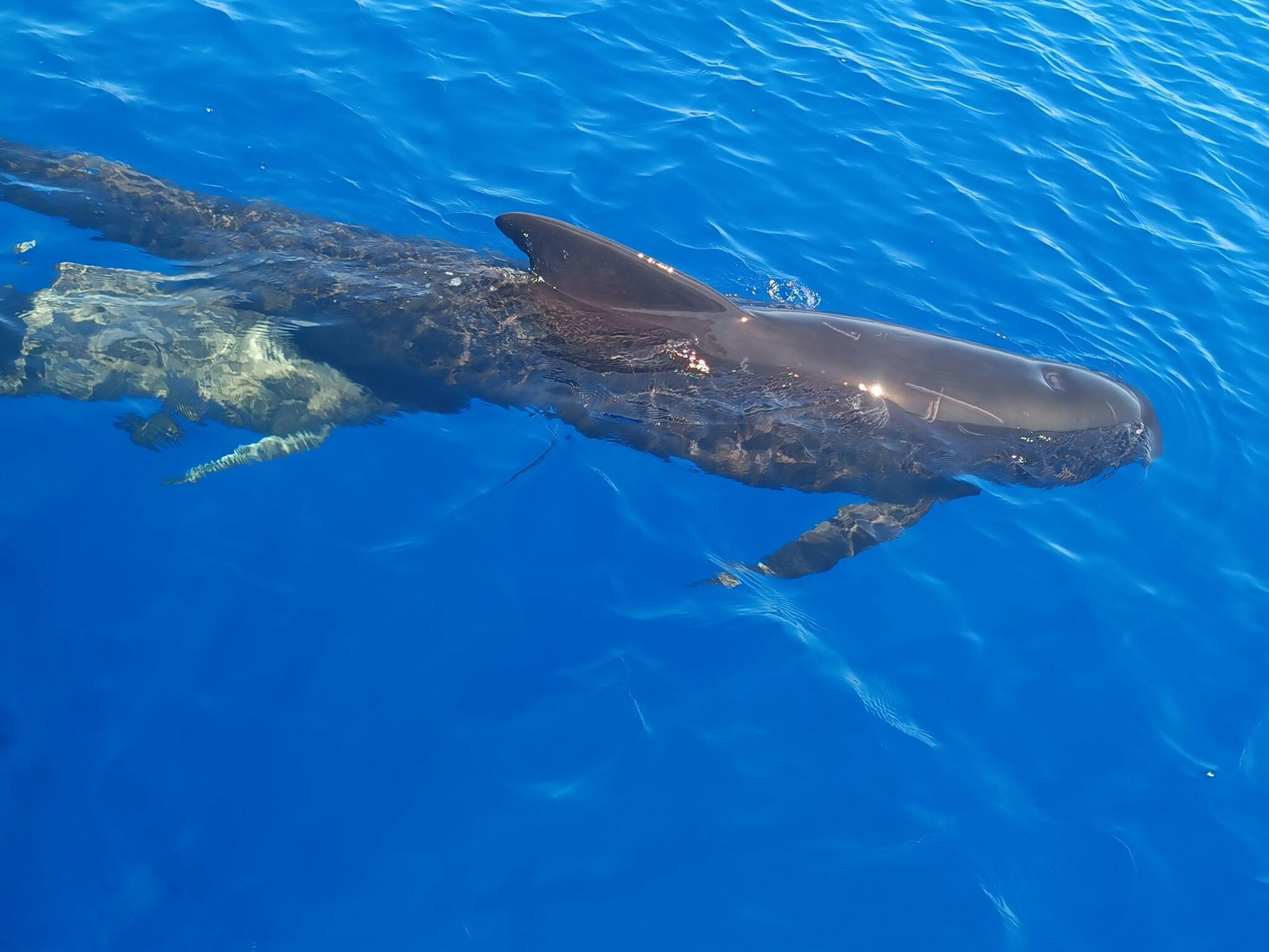 Ballena piloto de aleta larga