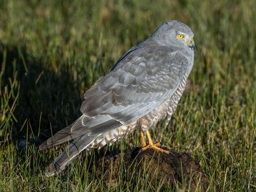Aguilucho vari
