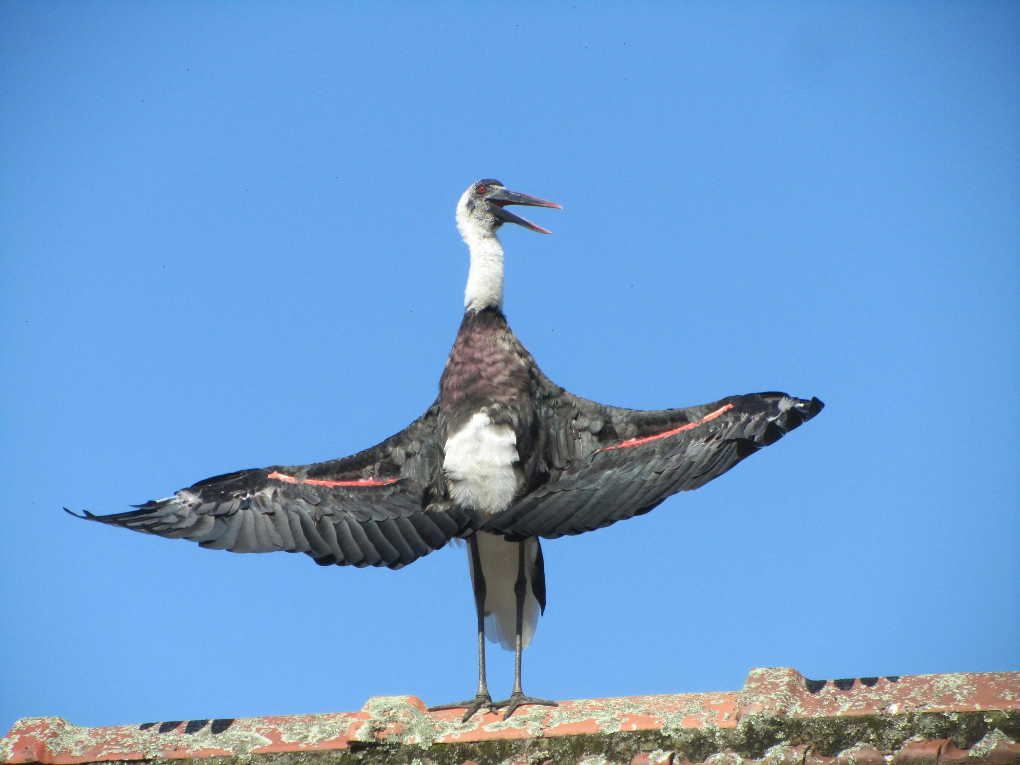 Cigüeña lanuda africana