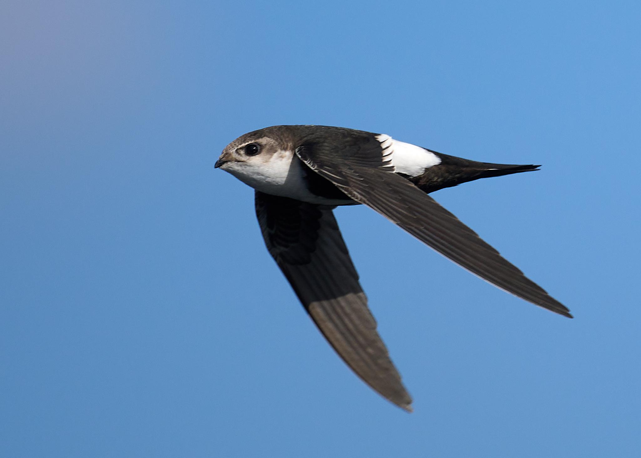 Colibríes y vencejos