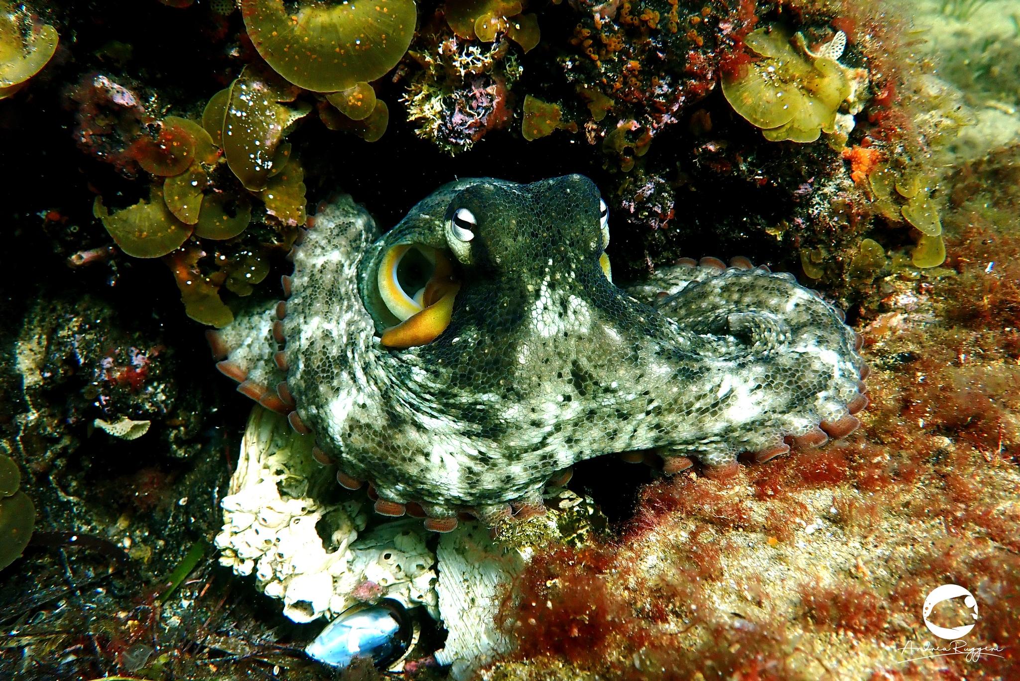 Star Octopus