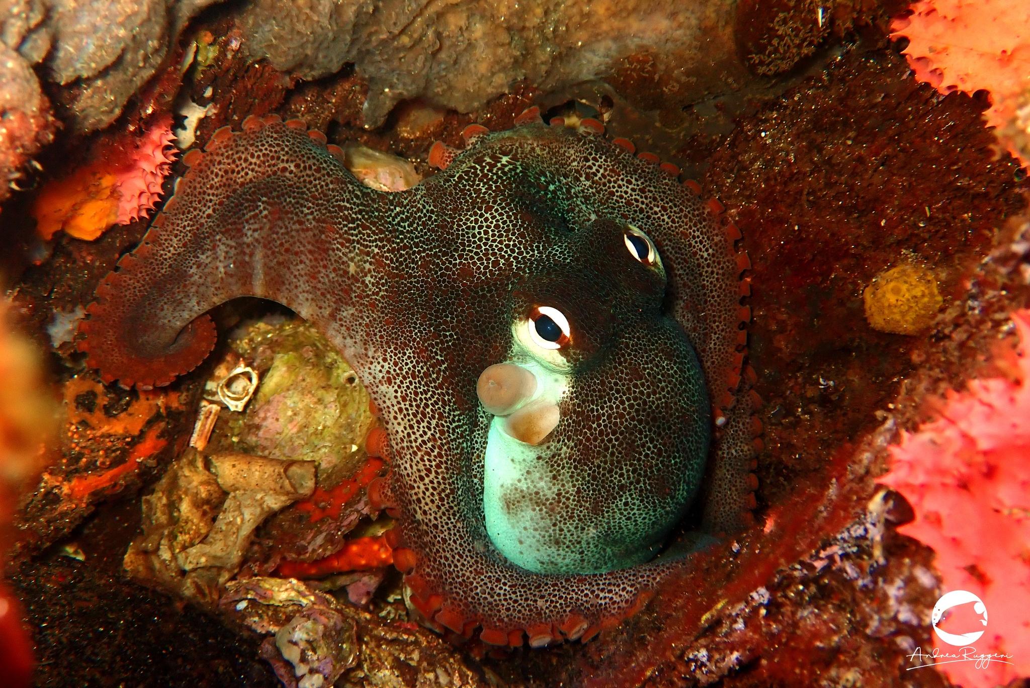 Star Octopus