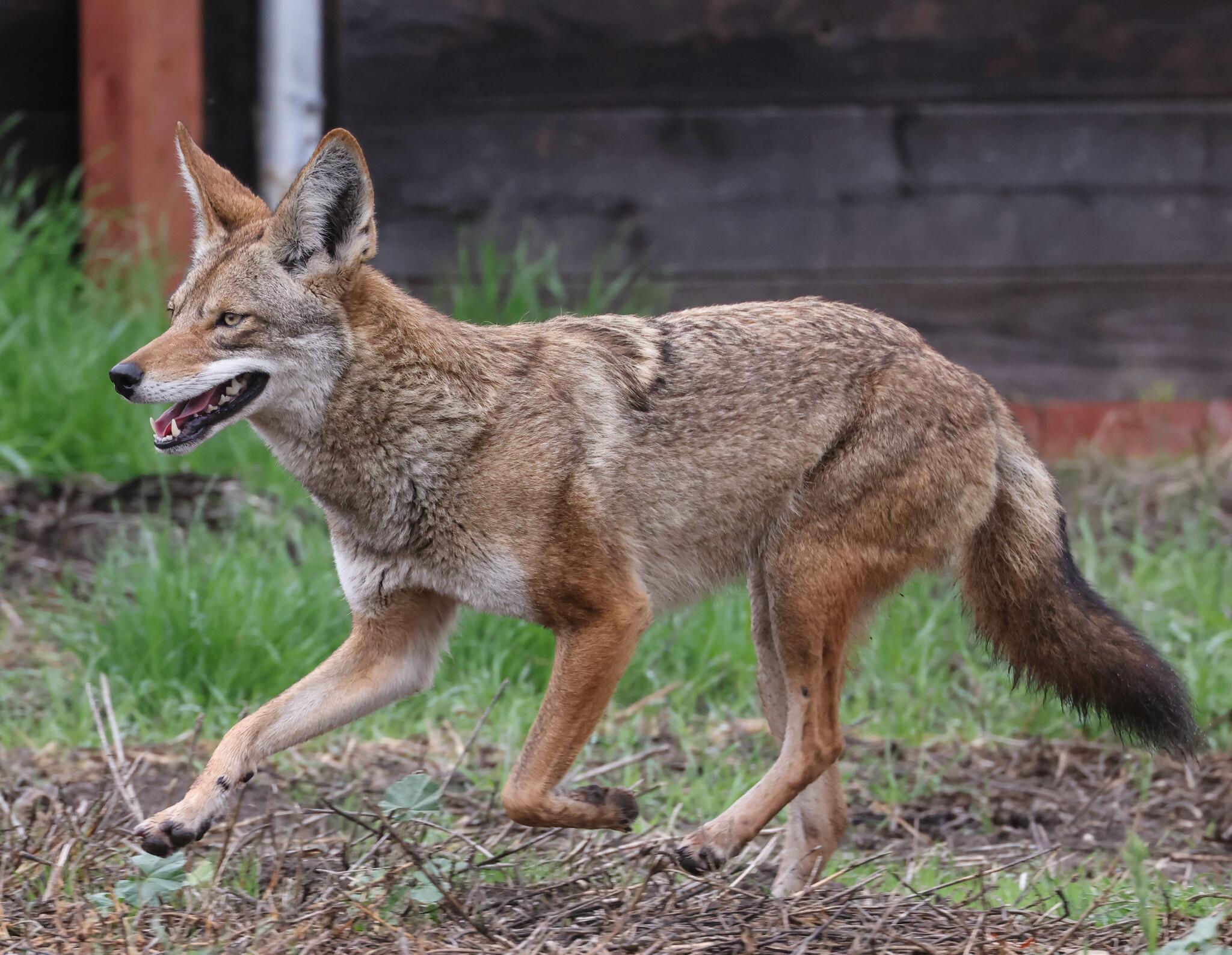 Coyote