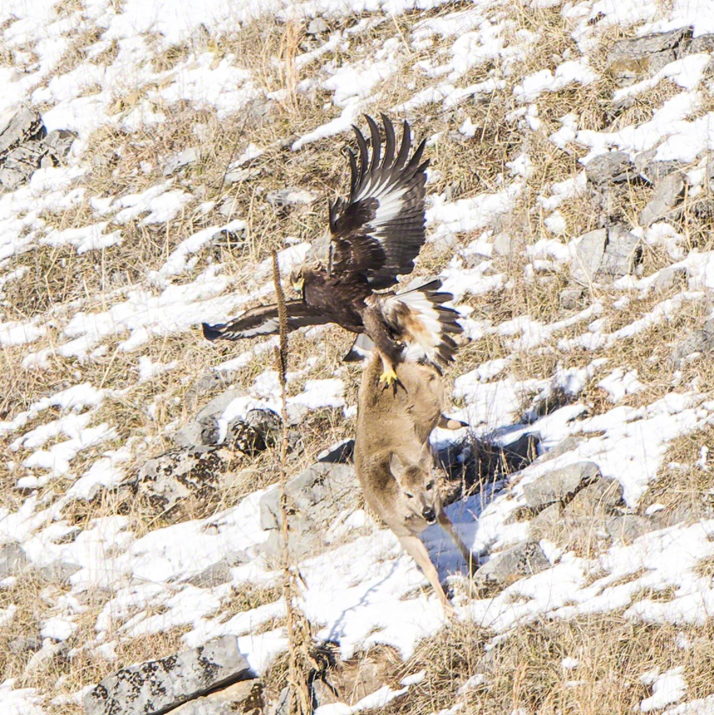 Águila real