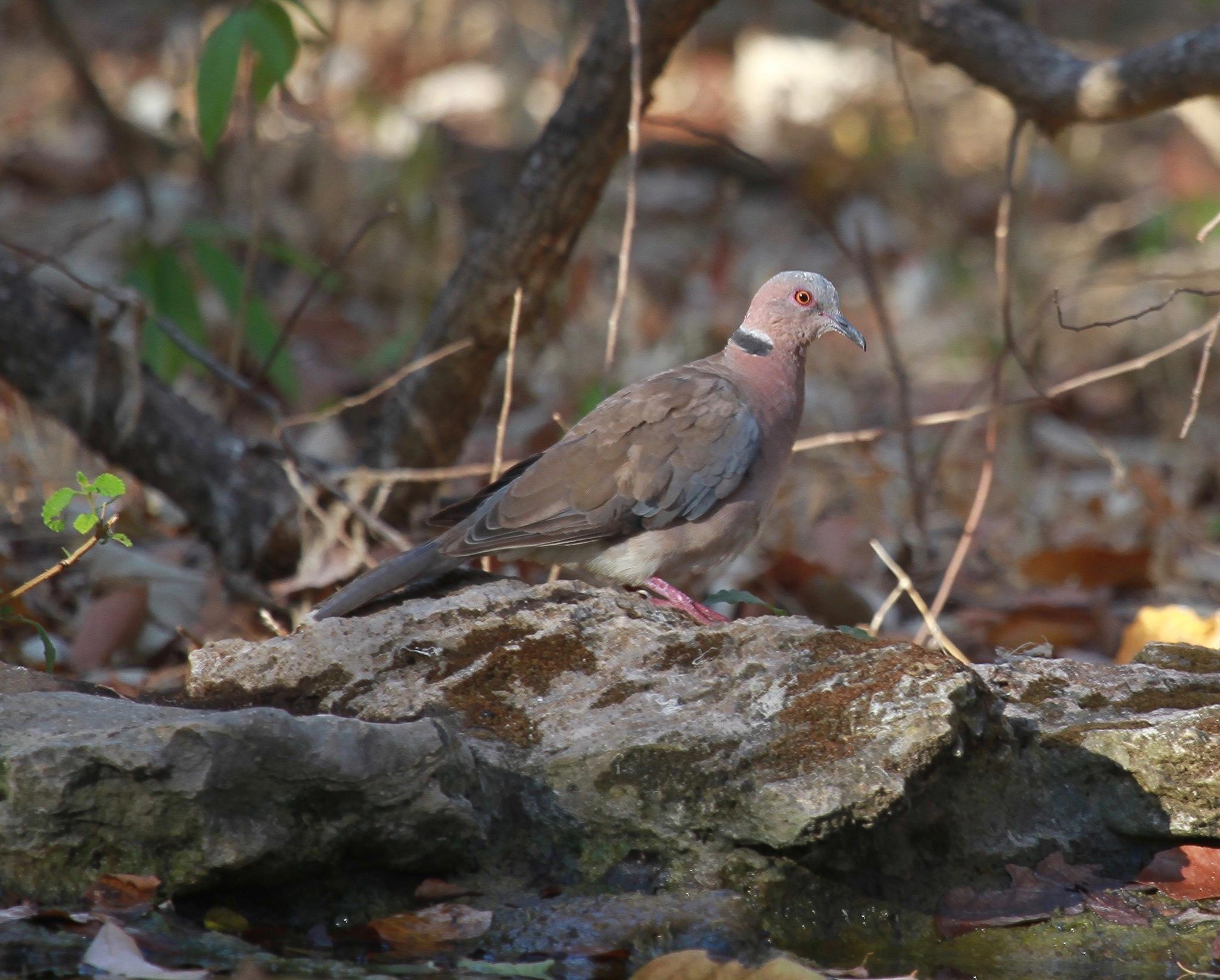 Sunda Collared-Dove
