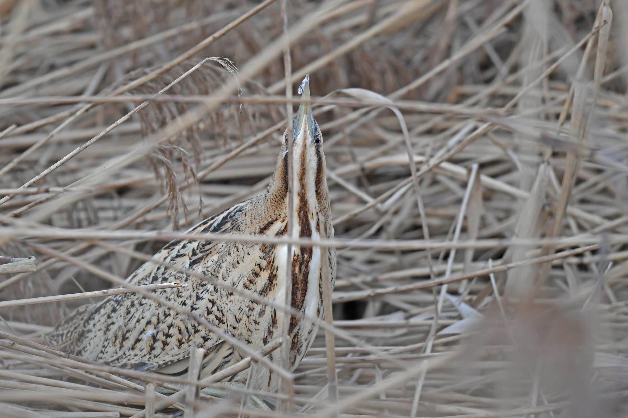 Garzas