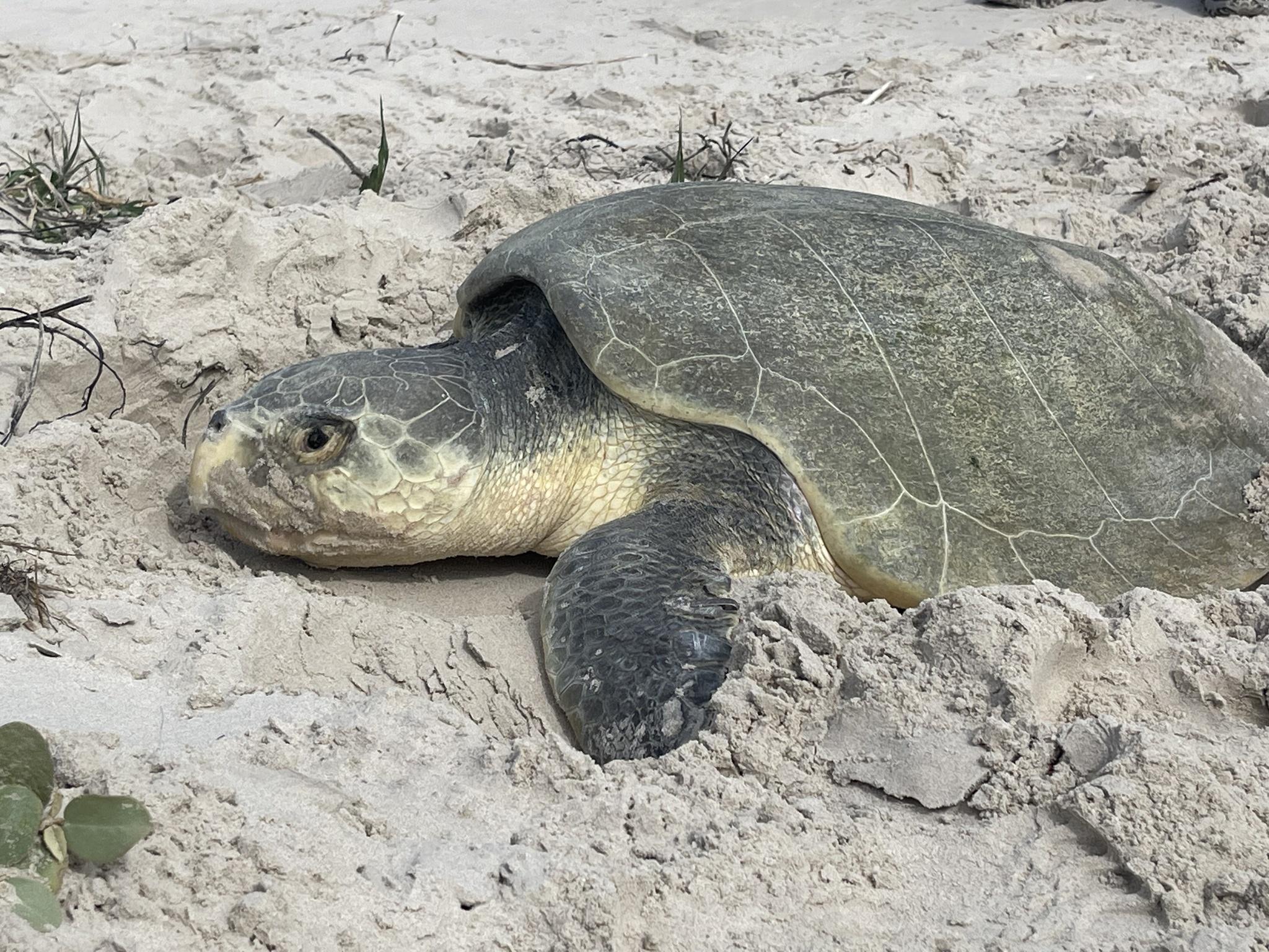 Tortuga lora
