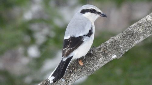 Northern Shrike