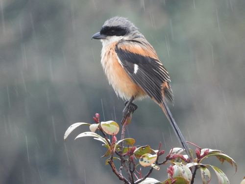 Long-tailed Shrike