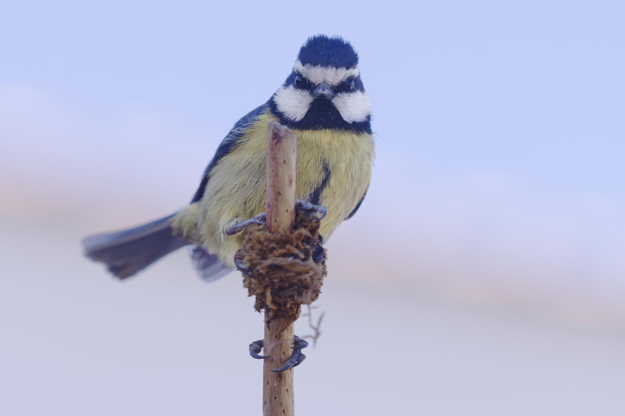 African Blue Tit