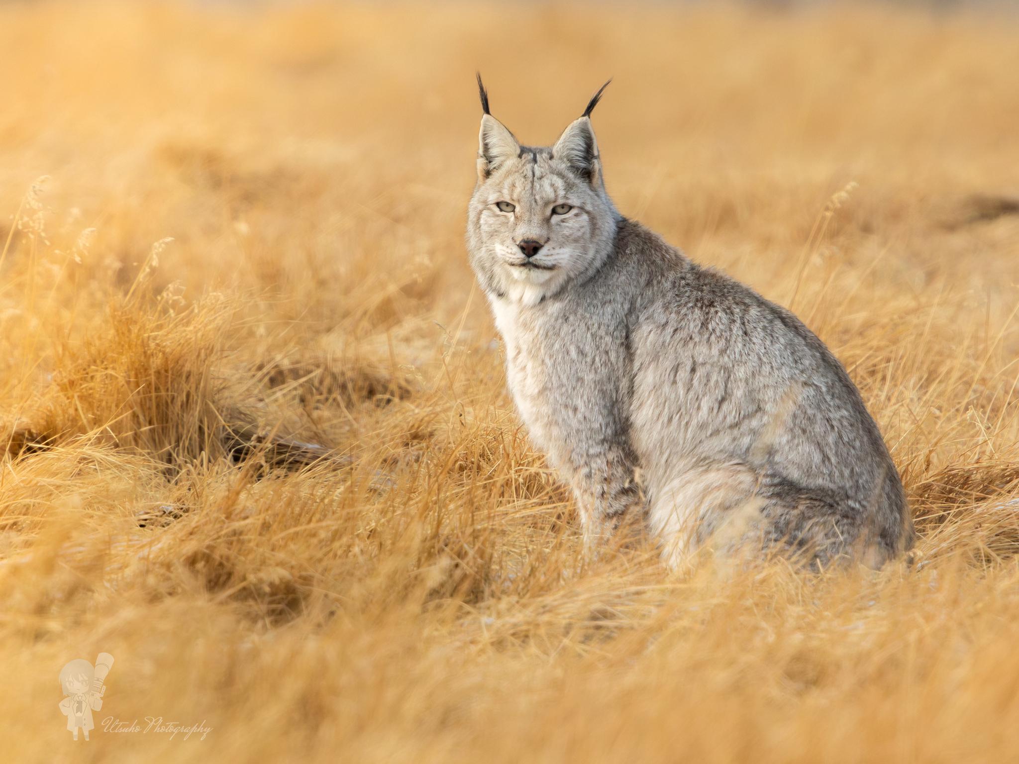 Eurasian Lynx