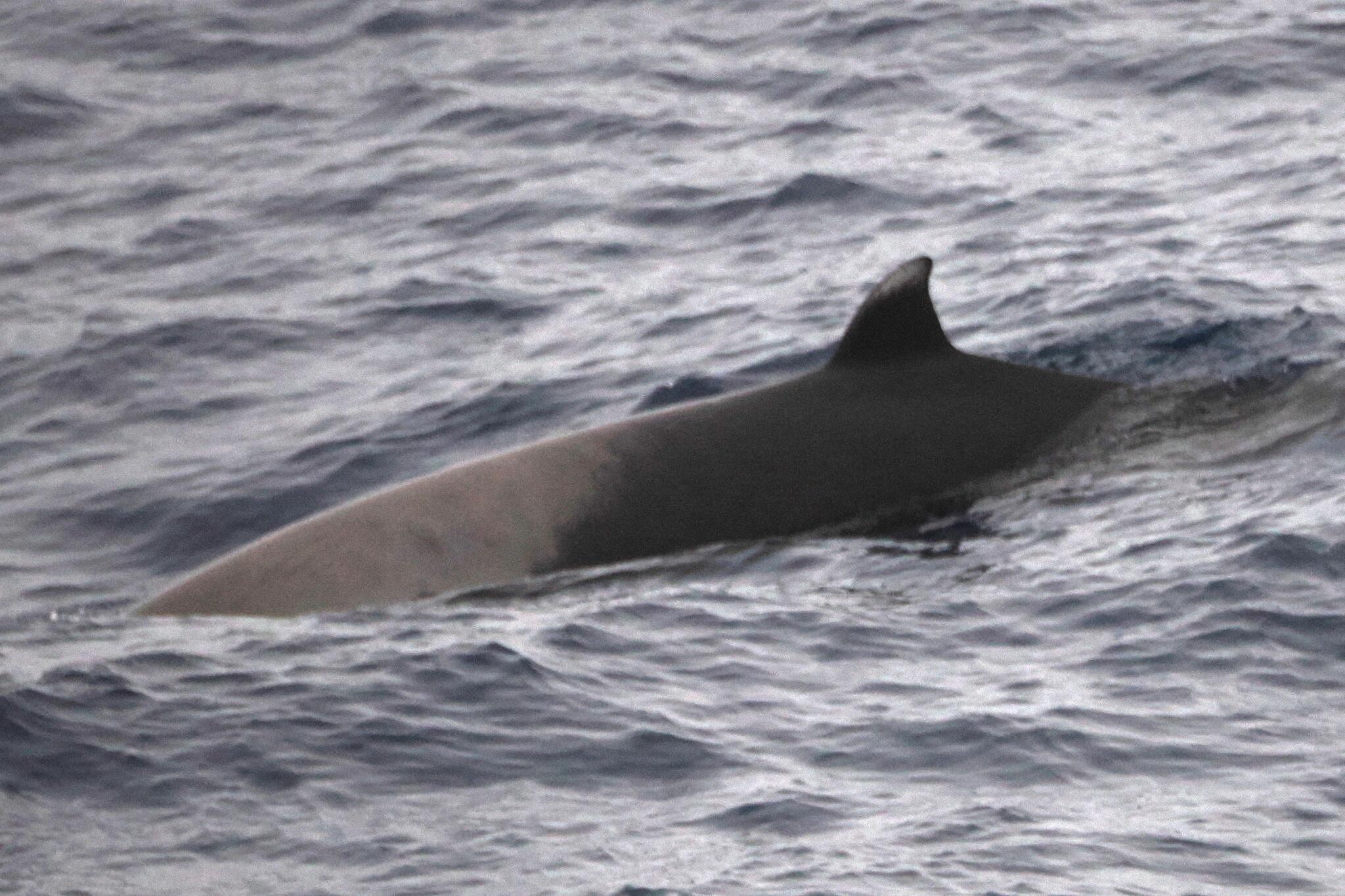 Strap-toothed Beaked Whale