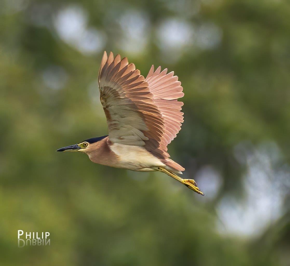 Nankeen Night Heron