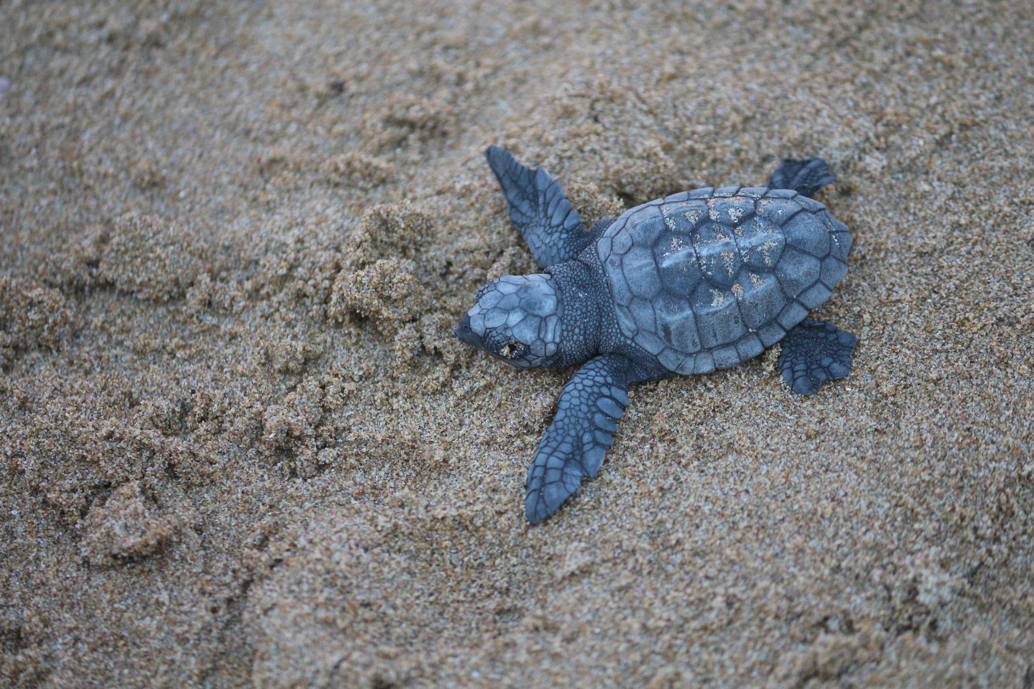 Tortuga caguama