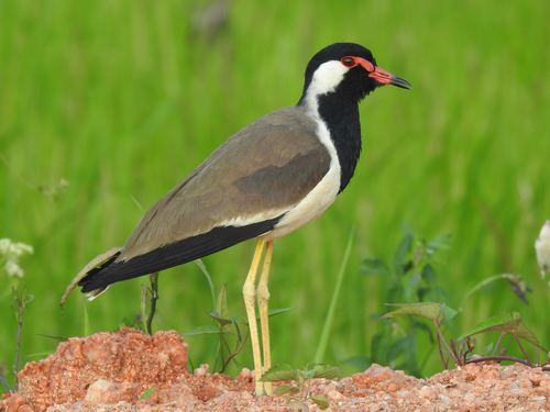 avefría india