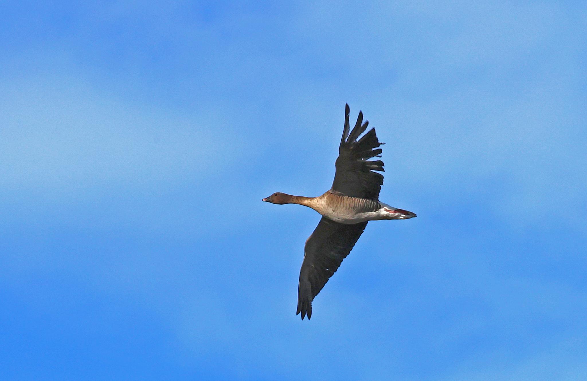 Pink-footed Goose