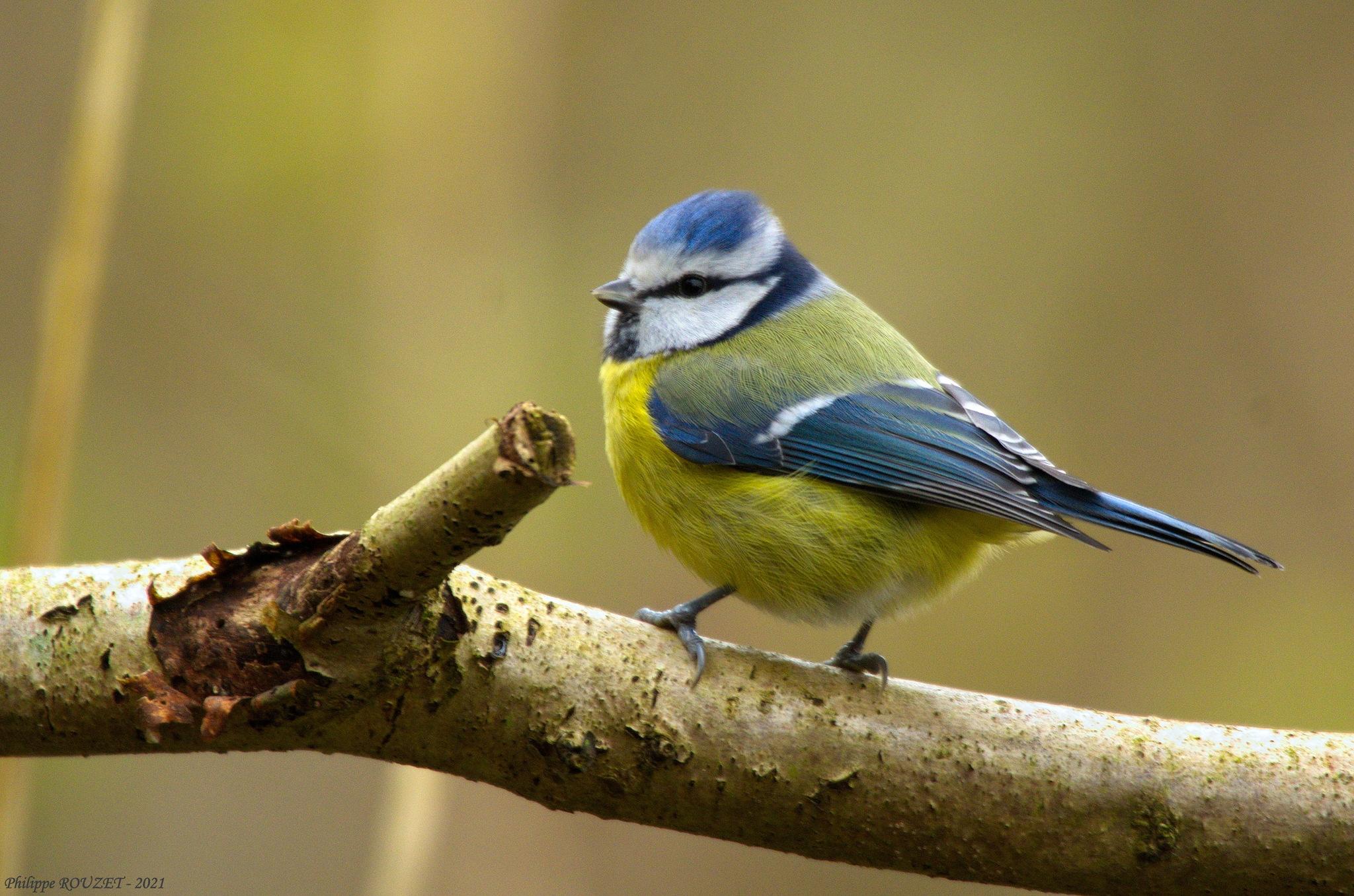 Eurasian Blue Tit