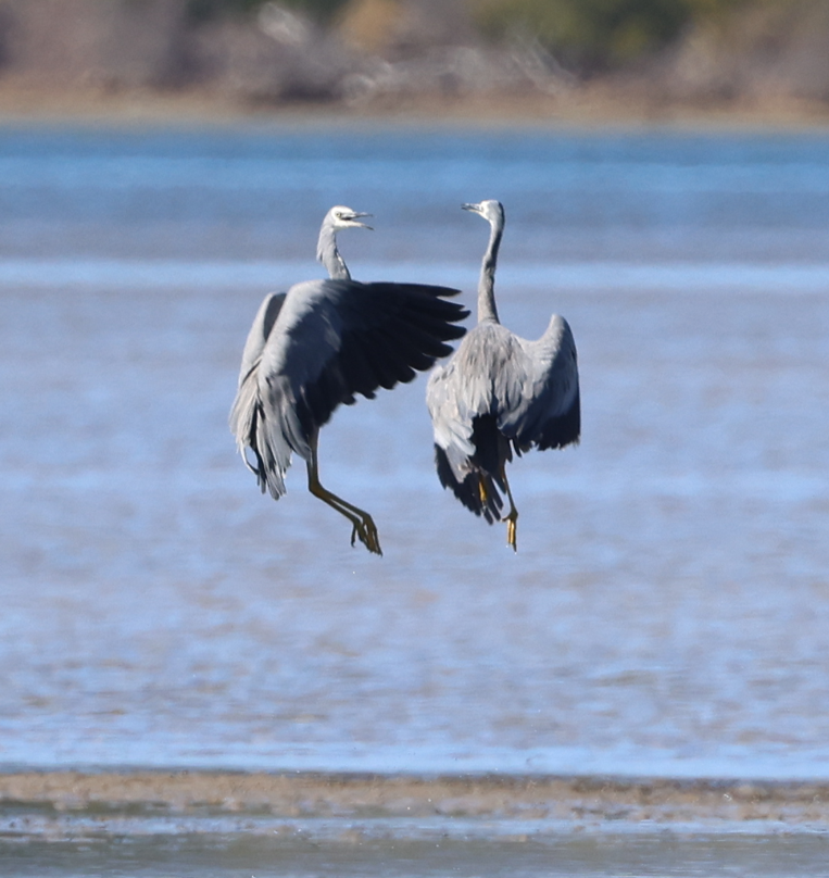 White-faced Heron