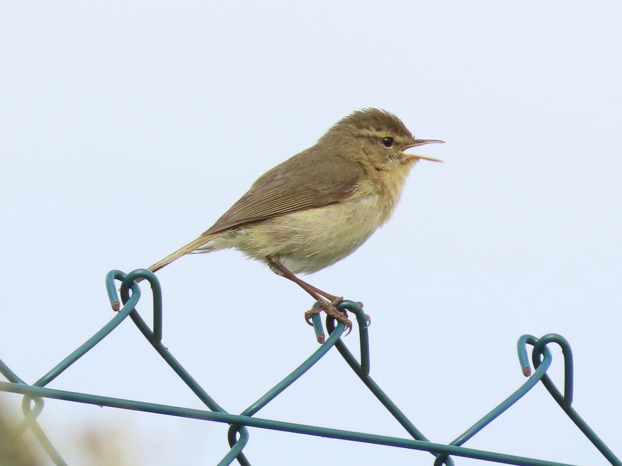 Mosquitero Canario
