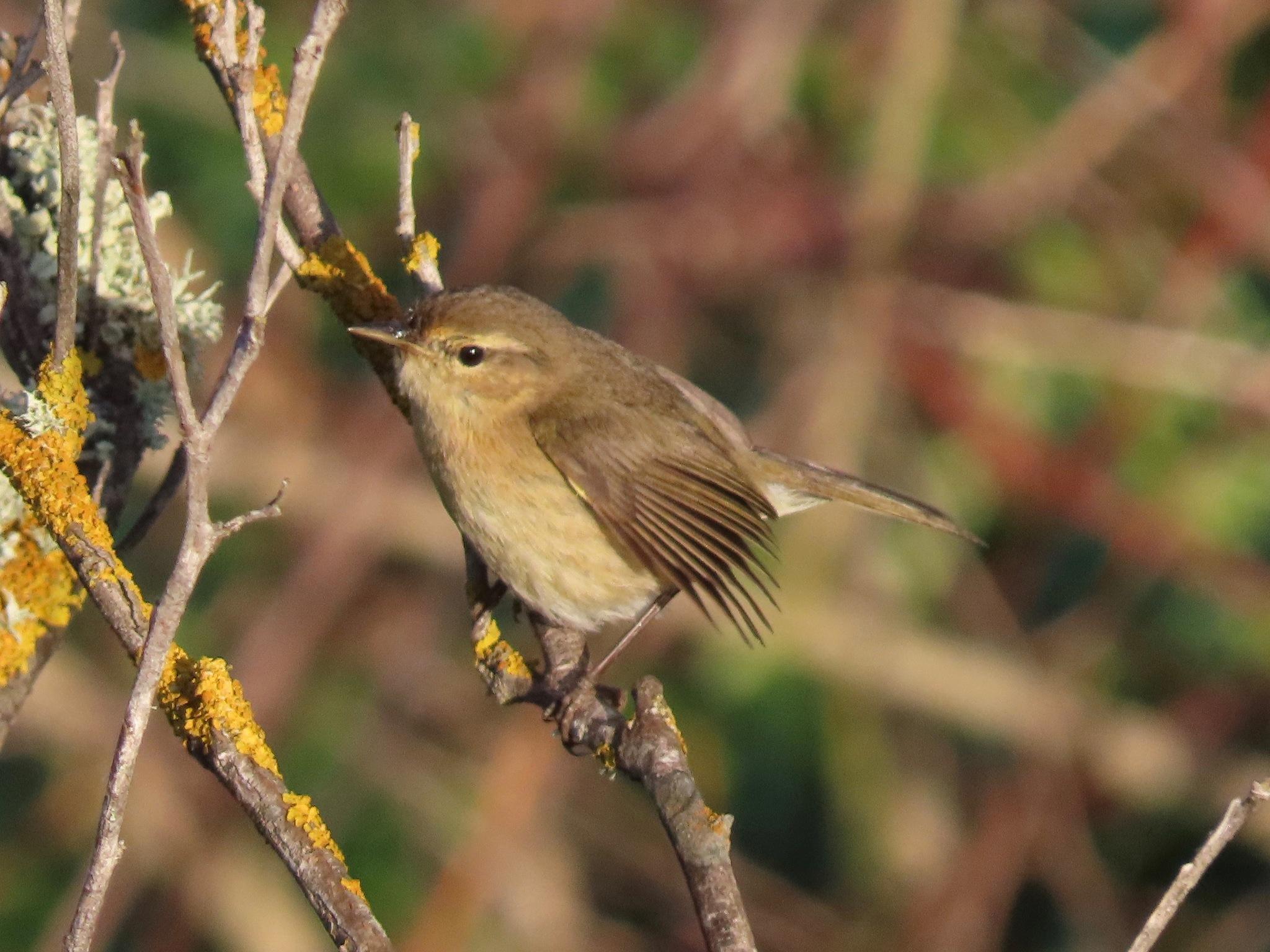 Mosquitero Canario